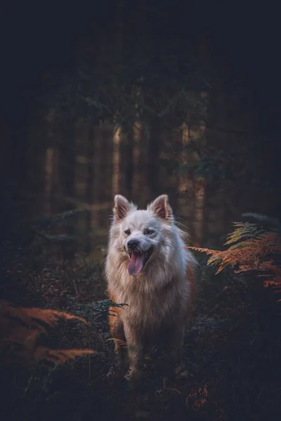 Pionowe Ujęcie Słodkiego Amerykańskiego Psa Eskimosa Spoczywającego Ciemnym Lesie Rozmytym — Zdjęcie stockowe