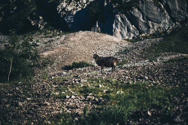 野原に黒いロマノフの羊が立っている — ストック写真