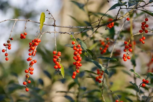 Eine Nahaufnahme Von Roten Beeren Auf Einem Zweig — Stockfoto
