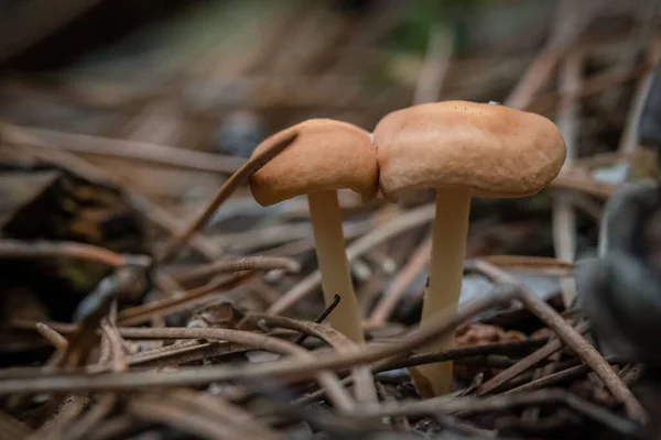 Tiro Close Cogumelos Selvagens Uma Floresta — Fotografia de Stock