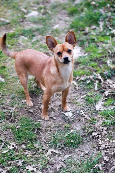 Seletivo Cão Chihuahua Parque — Fotografia de Stock
