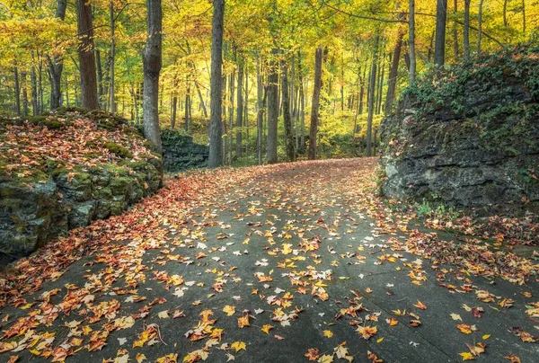 Γραφική Θέα Ασφαλτοστρωμένου Δρόμου Καλυμμένου Πεσμένα Φύλλα Πάρκο Φθινόπωρο — Φωτογραφία Αρχείου