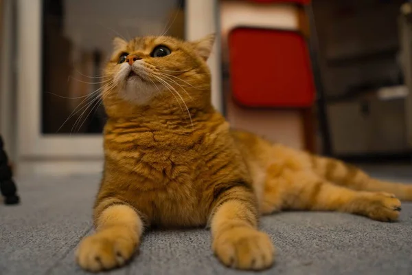 一只桔黄色的肥猫的特写镜头躺在房子的地板上 — 图库照片