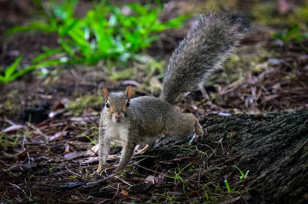 Eine Nahaufnahme Eines Niedlichen Eichhörnchens Der Natur Das Eine Kamera — Stockfoto