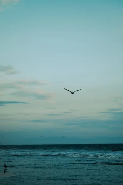 Une Silhouette Goéland Sur Mer Dans Soirée — Photo