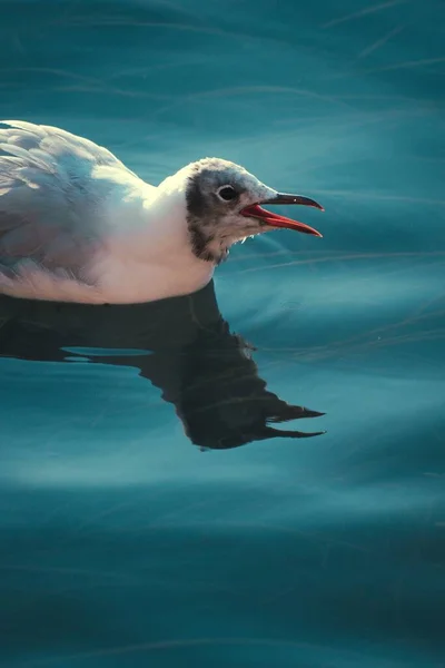 Closeup Bonaparte Gull Chroicocephalus Philadelphia Swimming Sea — Stock Photo, Image