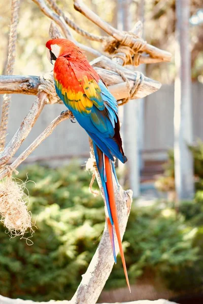 Papagaio Colorido Zoológico Santa Clara — Fotografia de Stock
