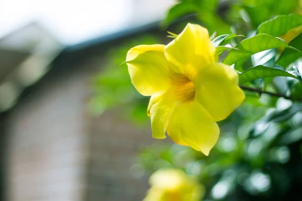 Неглубокий Фокус Желтого Цветка Allamanda Cathartica Размытым Фоном — стоковое фото