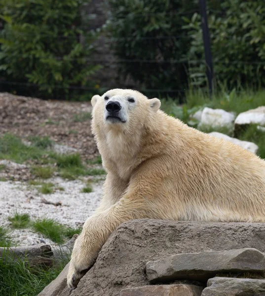 Белый Медведь Ursus Maritimus Зоопарке Pairi Daiza Бельгии — стоковое фото