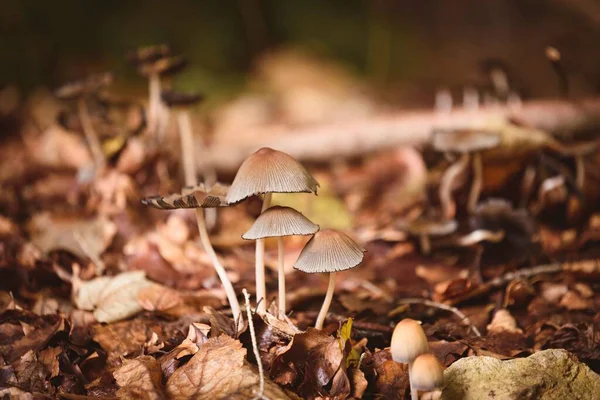 Closeup Mycena Inclinata Fungi Growing Forest Covered Dried Leaves Autumn — Stock Photo, Image