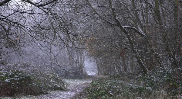 Снігові Дерева Парку Саттон Бірмінгемі Холодний Зимовий День — стокове фото
