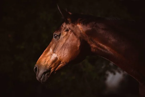 Een Close Shot Van Het Gezicht Van Een Bruin Paard — Stockfoto