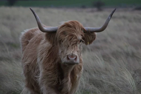 Ein Schottisches Hochland Ein Rindvieh Mit Hörnern Das Auf Einem — Stockfoto