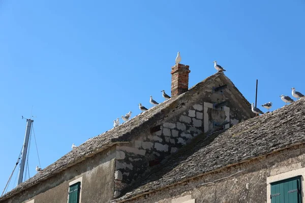 在一座旧石楼的屋顶上有一群海鸥 — 图库照片