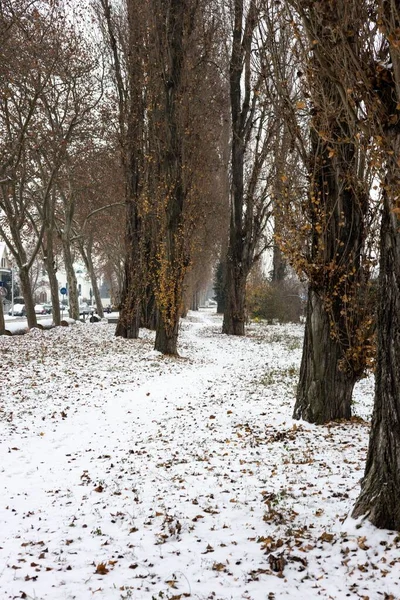 Вертикальный Снимок Снежного Зимнего Парка Золотой Листвой Высокими Деревьями Городскими — стоковое фото