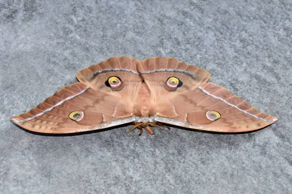 Closeup Shot Saturniids Saturniidae Moth — Stock Photo, Image