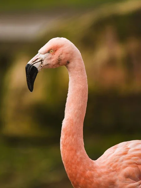 Pembe Bir Flamingonun Dikey Görüntüsü — Stok fotoğraf