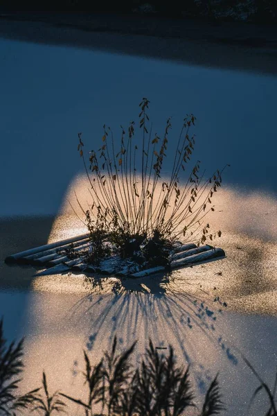 凍った湖の植物の垂直ショット — ストック写真