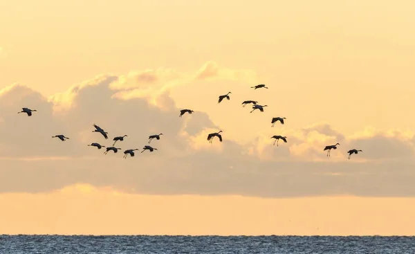 Eine Schar Sandhügelkraniche Fliegt Bei Sonnenuntergang Über Den Ozean — Stockfoto