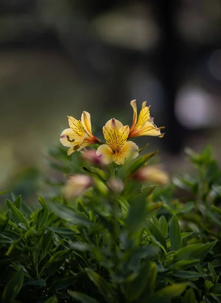 Вертикальний Знімок Жовтих Квітів Цвітуть Між Зеленими Рослинами Тлі Розмивання — стокове фото