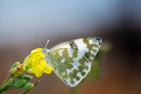 蝴蝶对黄色花朵的选择性聚焦 — 图库照片