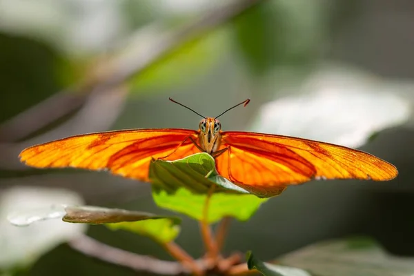 Небольшой Фокусный Снимок Джулии Геликоновской Бабочки Сидящей Зеленом Листе Широко — стоковое фото