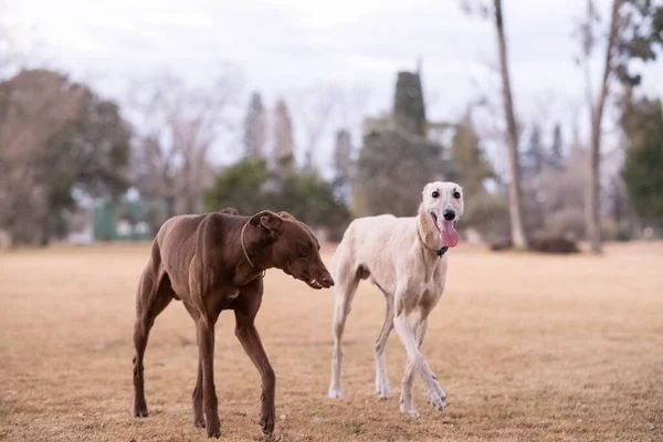 Дві Милі Собаки Грейхаунда Природі Вдень — стокове фото