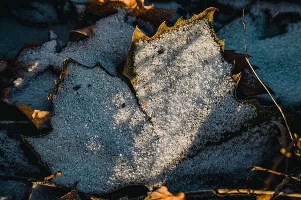 Вид Воздуха Лист Морозом — стоковое фото