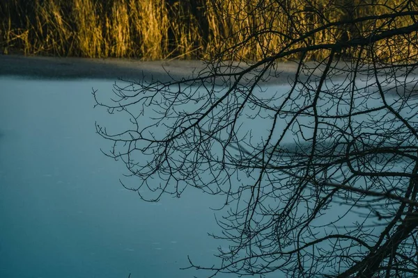 Tiro Close Uma Árvore Perto Lago Congelado Inverno — Fotografia de Stock