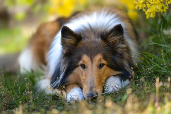 Μια Επιλεκτική Εστίαση Της Rough Σκυλί Collie Λουλούδια Γύρω — Φωτογραφία Αρχείου