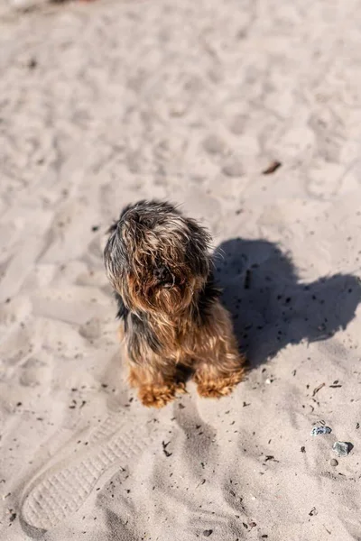 Colpo Verticale Yorkshire Terrier Sulla Spiaggia Sabbiosa — Foto Stock