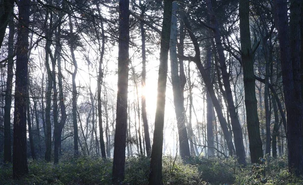 Malebný Záběr Stromů Bezlistých Větví Sutton Parku Birmingham Velká Británie — Stock fotografie