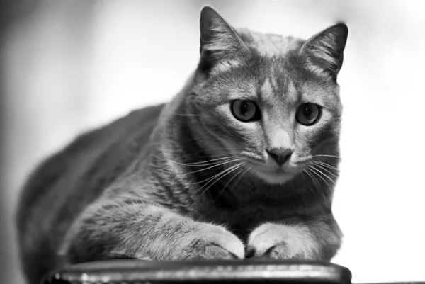 Šedá Stupnice Roztomilé Americké Krátkosrsté Kočky Odpočívající Doma Rozmazaném Pozadí — Stock fotografie