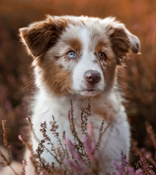 Ένα Κάθετο Πλάνο Ενός Σκύλου Border Collie Ένα Λιβάδι Λεβάντας — Φωτογραφία Αρχείου