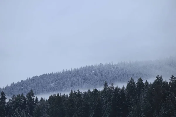 Uma Paisagem Inverno Kalamalka Parque Provincial Com Chão Nevado Fundo — Fotografia de Stock
