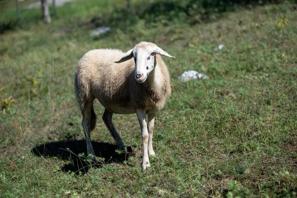 Seletivo Ovelhas Pasto — Fotografia de Stock