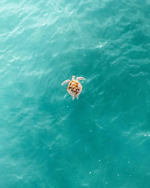 Denizde Yüzen Bir Kaplumbağanın Dikey Görüntüsü — Stok fotoğraf
