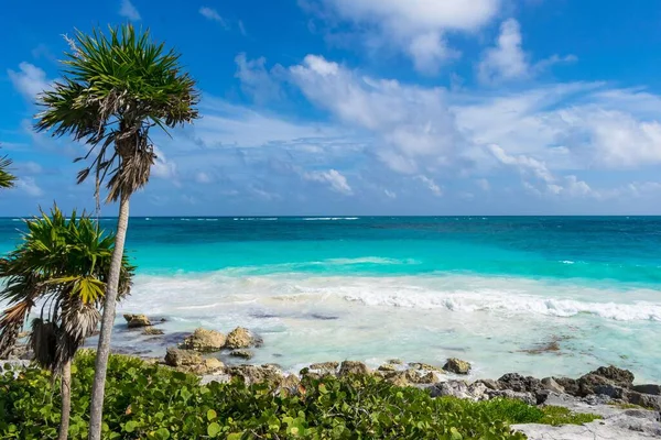 Piękne Ujęcie Palm Rosnących Plaży Tulum Meksyk — Zdjęcie stockowe