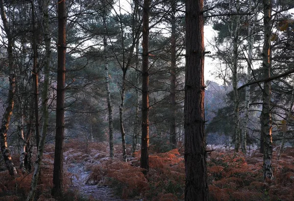 Дерева Сніжному Парку Саттон Бірмінгемі Холодного Зимового Дня — стокове фото