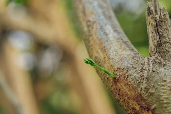 Yumuşak Bulanık Bir Arka Planda Ağaç Dalında Yetişen Yeşil Bir — Stok fotoğraf