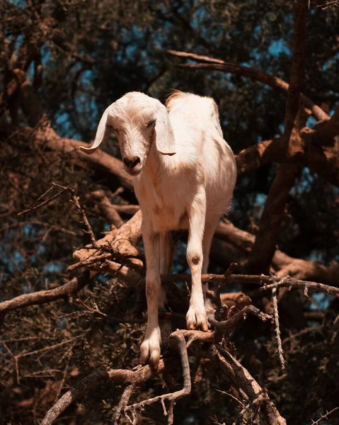 Vertikální Detailní Záběr Bílé Kozy Arganovém Stromě Maroku — Stock fotografie