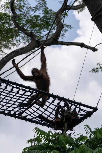 Bir Daldan Sarkan Orangutanın Dikey Çekimi — Stok fotoğraf