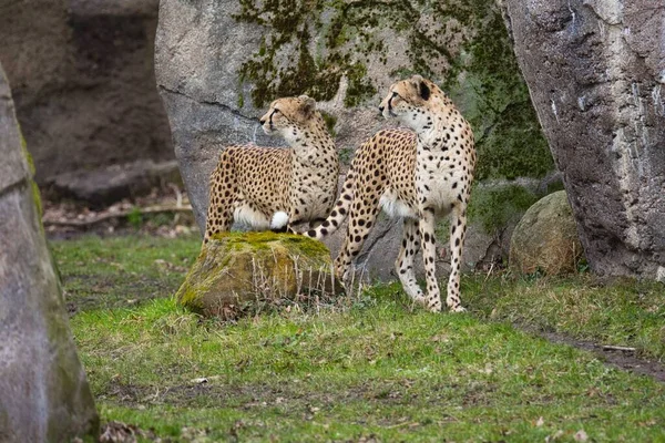 Northeast African Cheetahs Acinonyx Jubatus Soemmeringii High Rocks Background — Foto de Stock