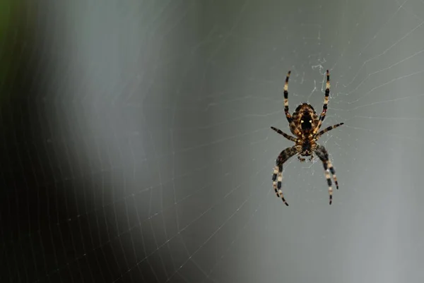 蜘蛛网中花园蜘蛛 Araneus Diadematus 的特写 — 图库照片