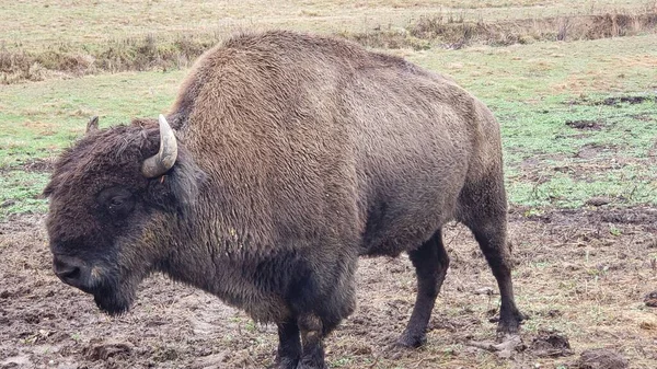 Bison Itinérance Dans Champ Tennessee Belle — Photo