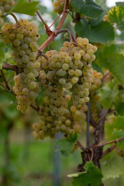 Vertical Close Shot Grape Clusters Growing Vineyard — Stock Photo, Image