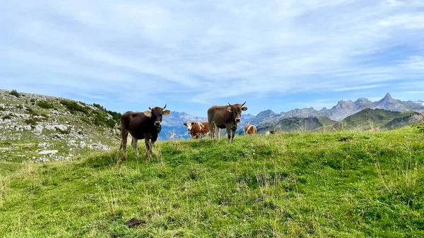 A beautiful view of bulls and cows walking on a field