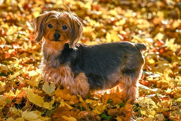 stock image A close-up shot of a Yorkshire terrier posing in fall leaves