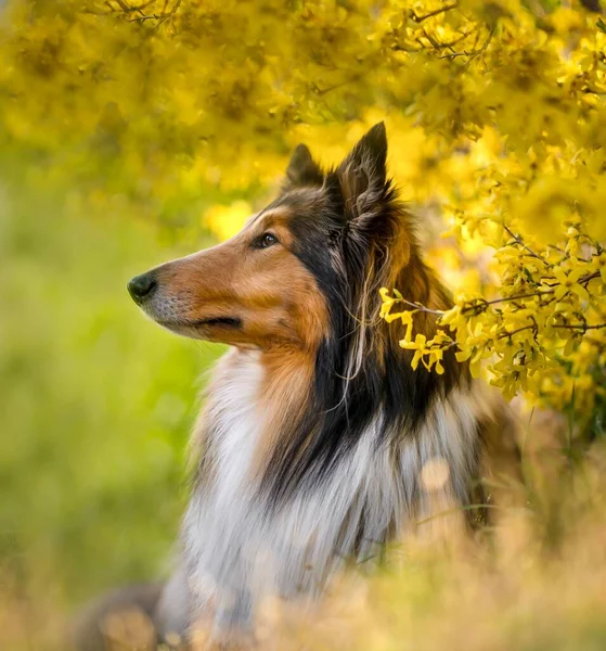 Μια Επιλεκτική Εστίαση Της Rough Σκυλί Collie Λουλούδια Γύρω — Φωτογραφία Αρχείου