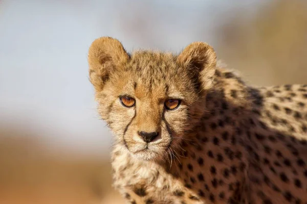 Gepard Pláních Národního Parku Serengeti — Stock fotografie